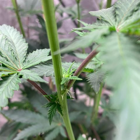 Critical Orange Punch growlog timeline photo