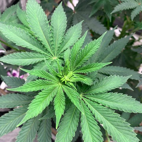 Critical Orange Punch growlog timeline photo