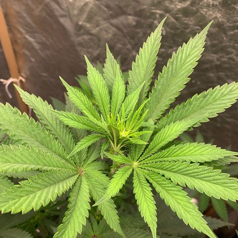 Critical Orange Punch growlog timeline photo
