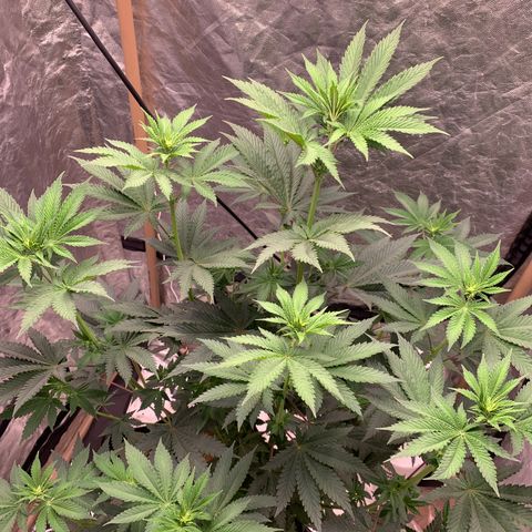 Critical Orange Punch growlog timeline photo