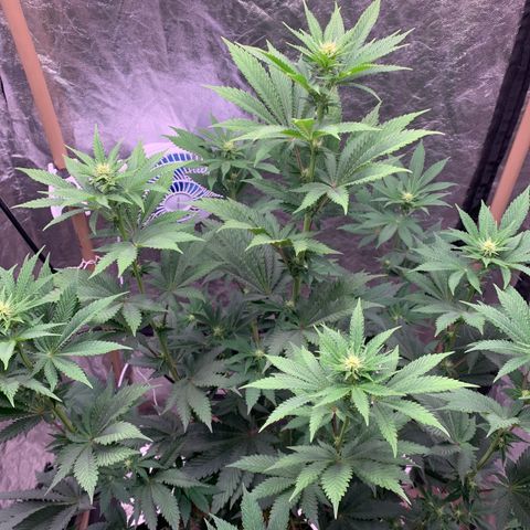 Critical Orange Punch growlog timeline photo