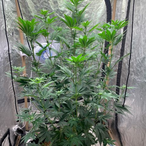Critical Orange Punch growlog timeline photo