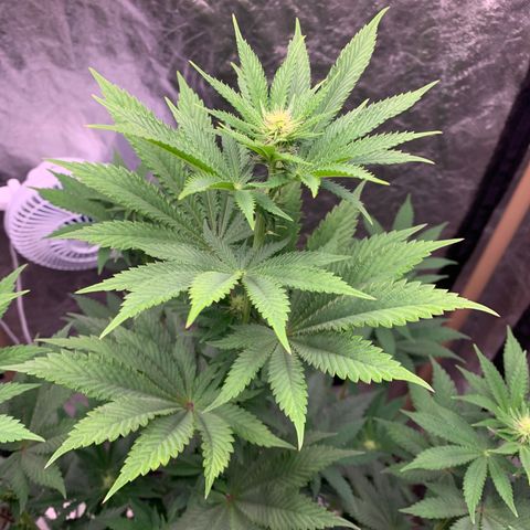 Critical Orange Punch growlog timeline photo