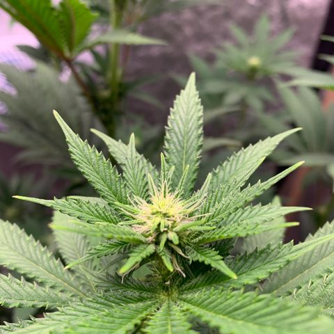 Critical Orange Punch growlog timeline photo