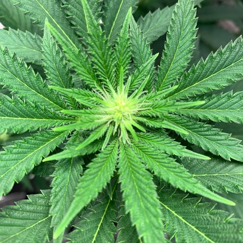 Critical Orange Punch growlog timeline photo
