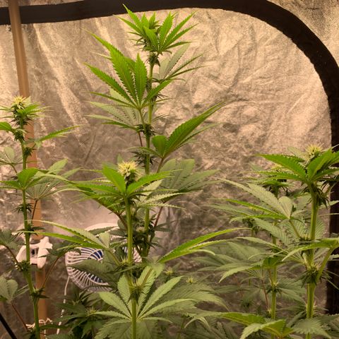 Critical Orange Punch growlog timeline photo
