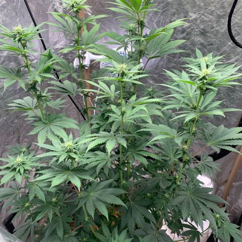 Critical Orange Punch growlog timeline photo