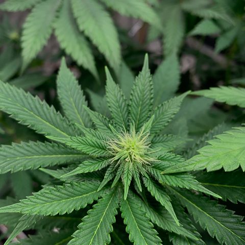 Critical Orange Punch growlog timeline photo