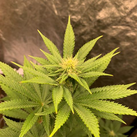 Critical Orange Punch growlog timeline photo