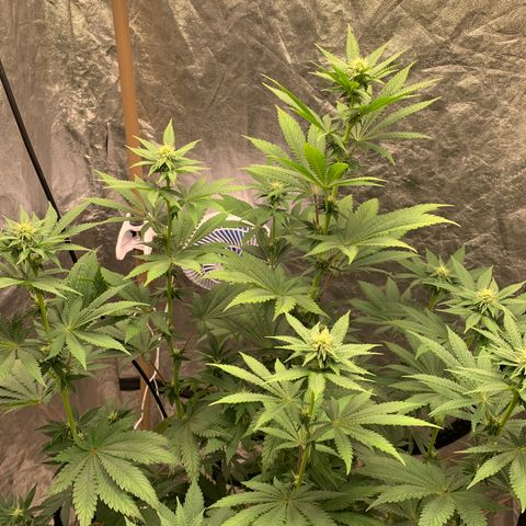 Critical Orange Punch growlog timeline photo