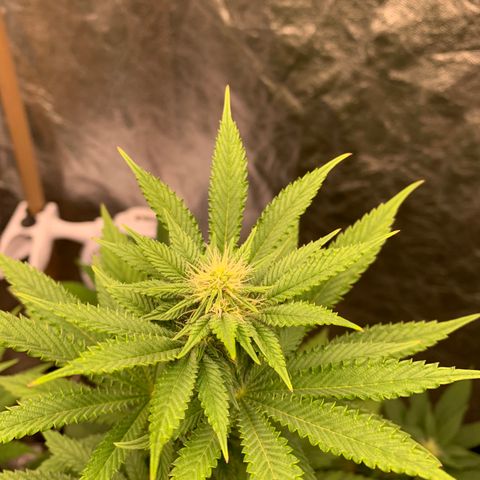 Critical Orange Punch growlog timeline photo
