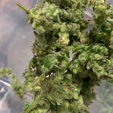 Mokums Tulip growlog timeline photo