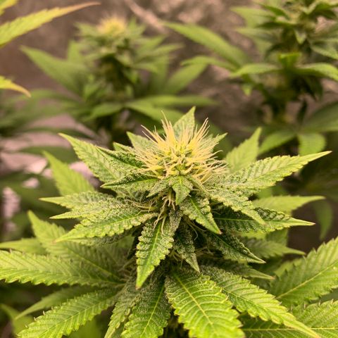 Critical Orange Punch growlog timeline photo