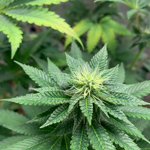 Critical Orange Punch growlog timeline photo