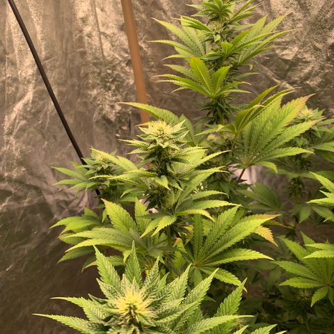 Critical Orange Punch growlog timeline photo