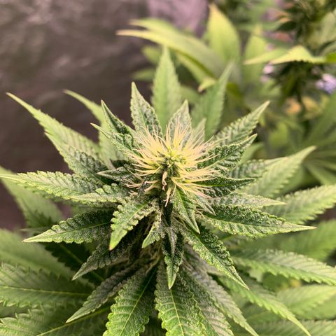 Critical Orange Punch growlog timeline photo