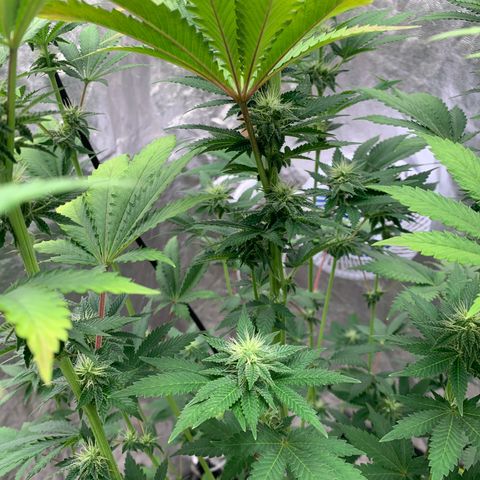Critical Orange Punch growlog timeline photo
