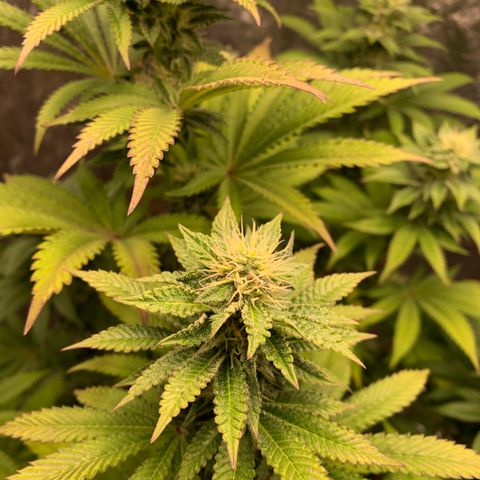Critical Orange Punch growlog timeline photo