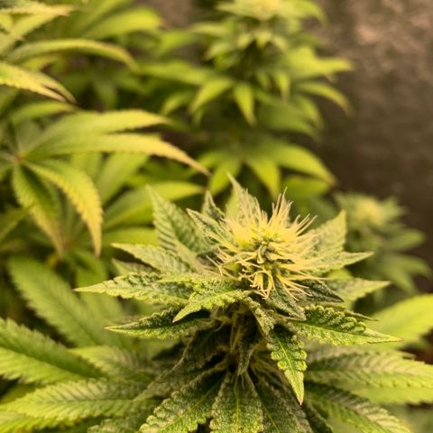 Critical Orange Punch growlog timeline photo