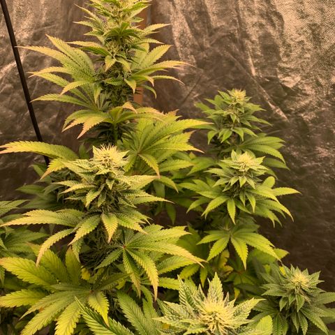 Critical Orange Punch growlog timeline photo
