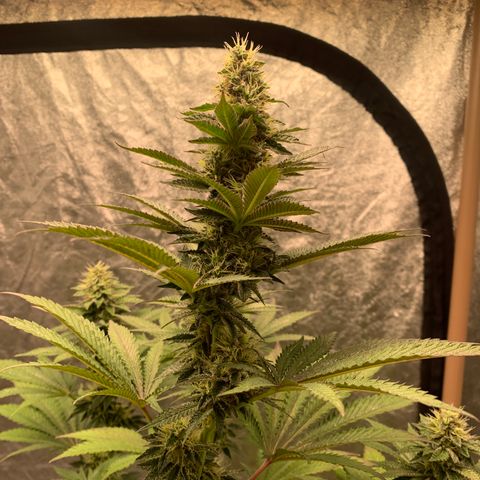 Critical Orange Punch growlog timeline photo