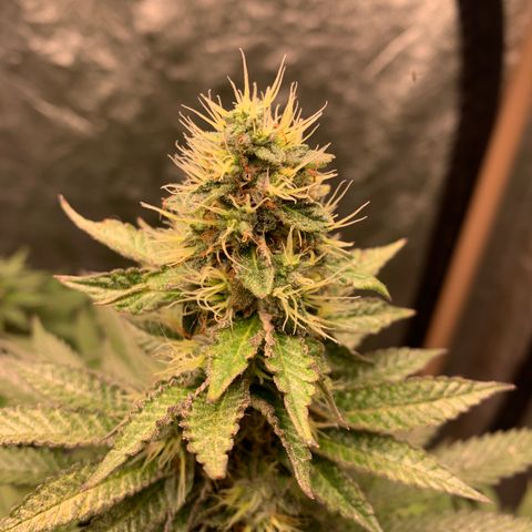 Critical Orange Punch growlog timeline photo