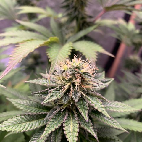 Critical Orange Punch growlog timeline photo