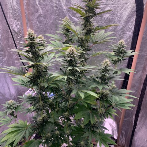 Critical Orange Punch growlog timeline photo