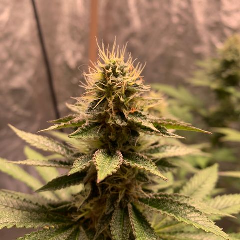 Critical Orange Punch growlog timeline photo