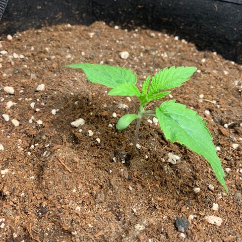 Purple Lemonade FF growlog timeline photo