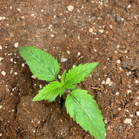 Purple Lemonade FF growlog timeline photo