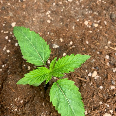 Purple Lemonade FF growlog timeline photo