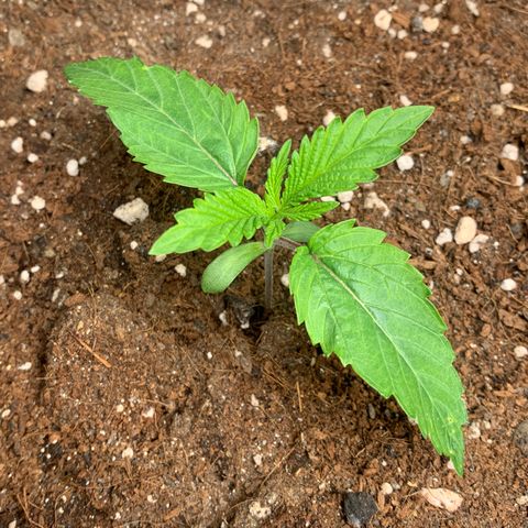 Purple Lemonade FF growlog timeline photo