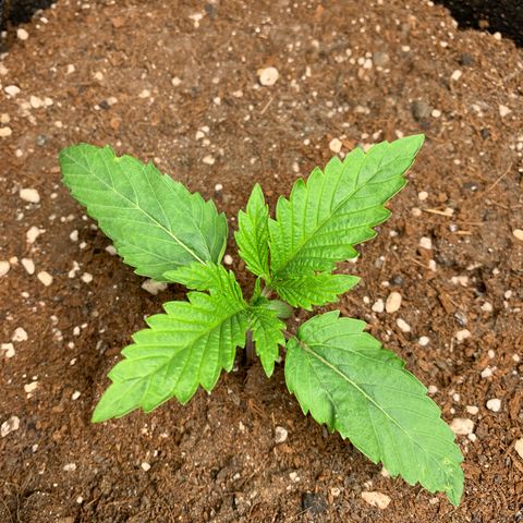 Purple Lemonade FF growlog timeline photo