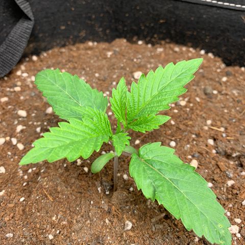 Purple Lemonade FF growlog timeline photo