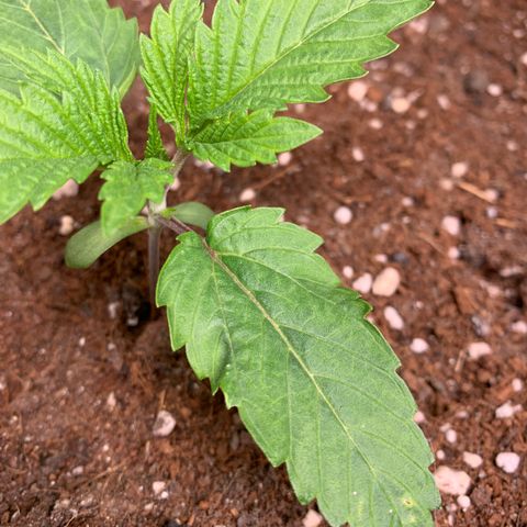 Purple Lemonade FF growlog timeline photo