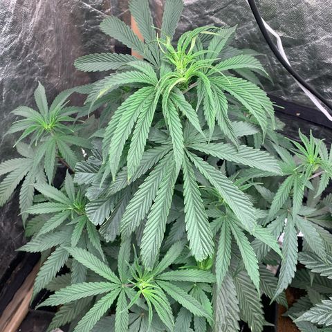 Purple Lemonade FF growlog timeline photo