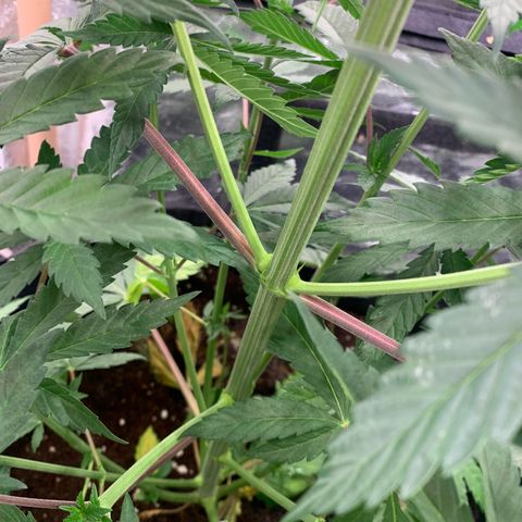 Purple Lemonade FF growlog timeline photo