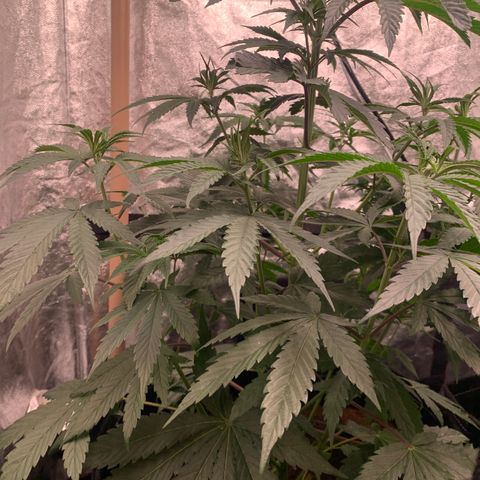 Purple Lemonade FF growlog timeline photo