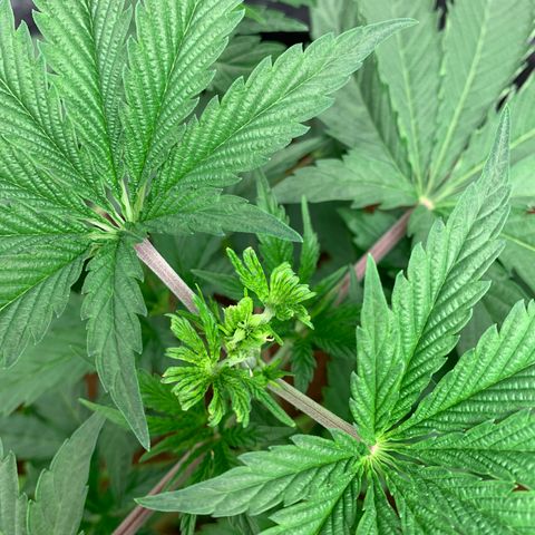 Purple Lemonade FF growlog timeline photo