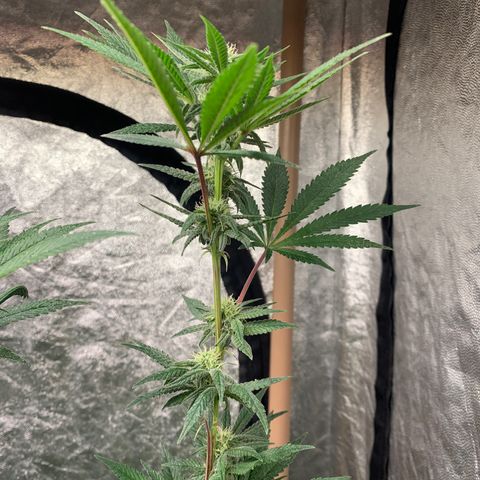 Purple Lemonade FF growlog timeline photo