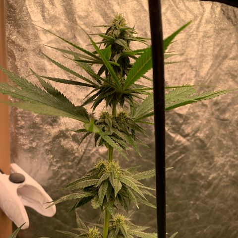 Purple Lemonade FF growlog timeline photo