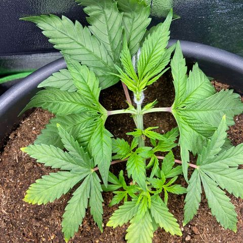 nicole kush growlog timeline photo