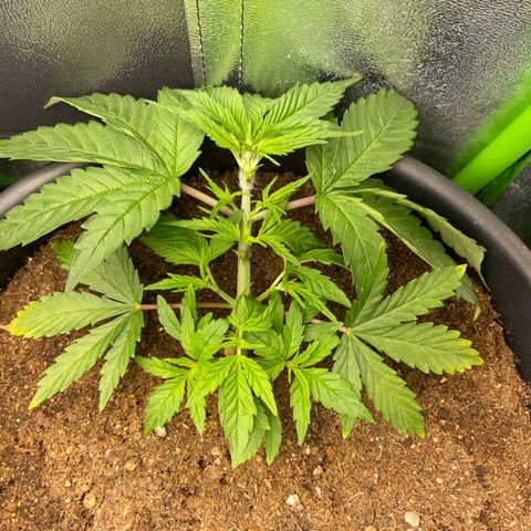 nicole kush growlog timeline photo