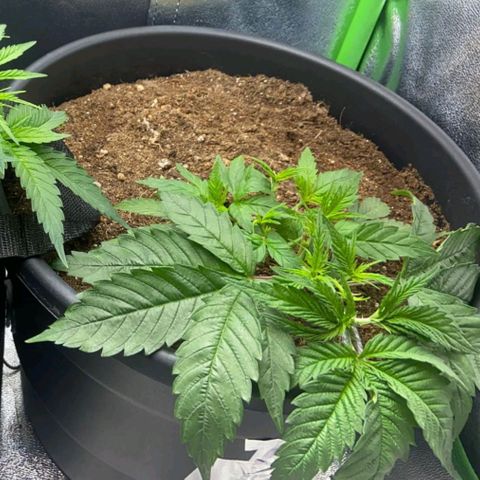nicole kush growlog photo: nicole foi toppeada