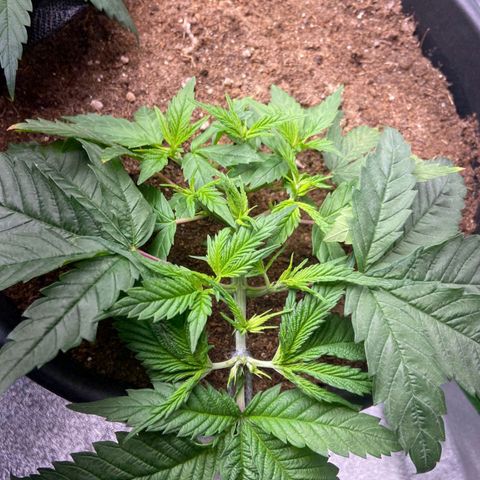 nicole kush growlog timeline photo