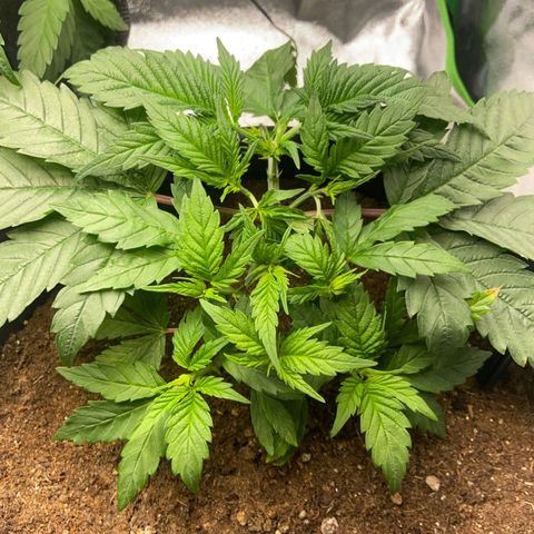 nicole kush growlog timeline photo