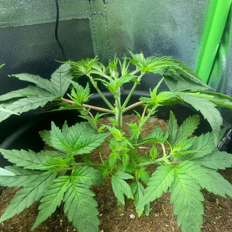 nicole kush growlog timeline photo