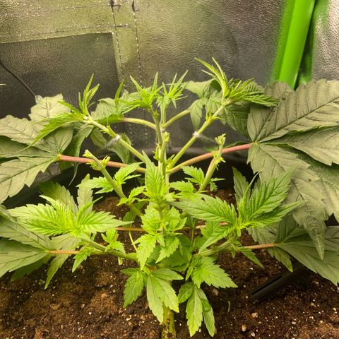 nicole kush growlog timeline photo