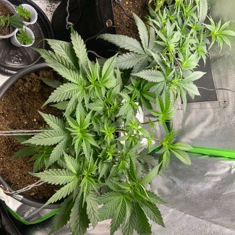 nicole kush growlog timeline photo